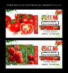西红柿