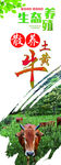 散养土黄牛