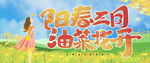 油菜花