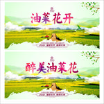 油菜花