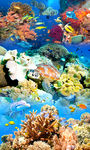 海洋世界海豚地板画