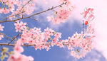 樱花展板