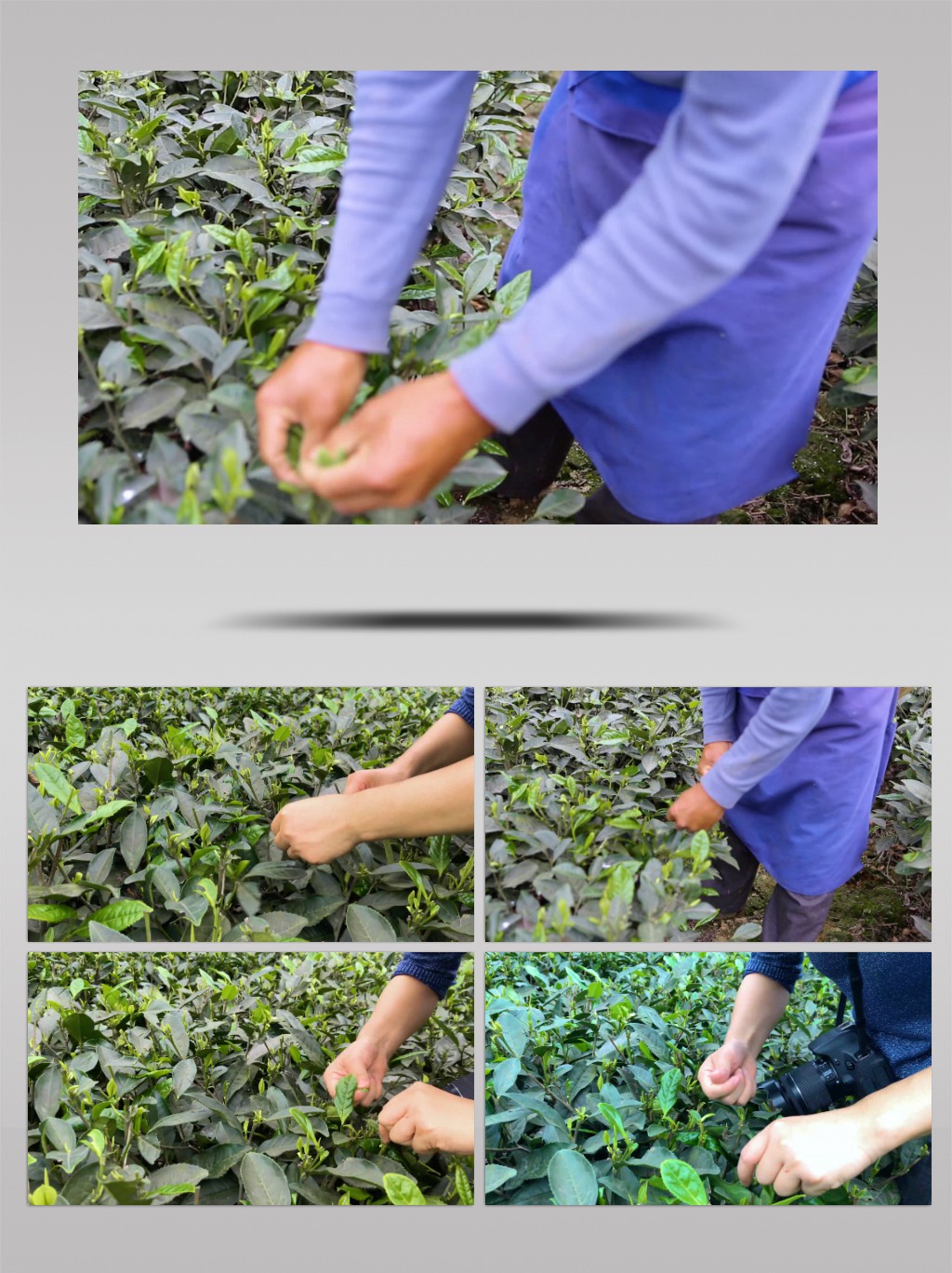 采摘茶叶茶园茶文化