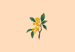手绘桂花