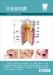 口腔医院挂图——牙齿结构图