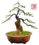 盆景制作