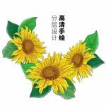 向日葵