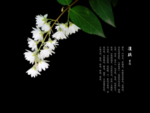 溲疏