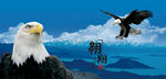 鹰