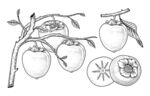 柿子手绘素描线描插画