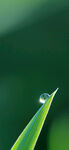 雨水谷雨明媚