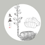 手绘天麻
