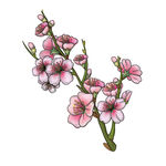 樱花手绘