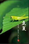 叶子上的蚂蚱