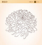 经典菊花线搞白描矢量图