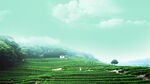绿色茶山背景