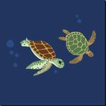 海龟