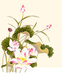 荷花图
