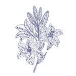 百合花矢量