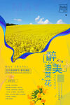 油菜花
