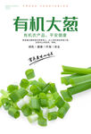 有机大葱海报