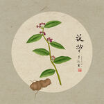 手绘茯苓