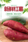 新鲜红薯海报