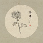 手绘菊花