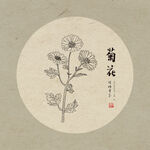 手绘菊花
