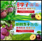 新鲜李子