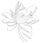 荷花