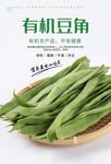 豆角海报