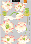 工笔画莲花