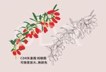 枸杞矢量线稿图