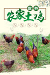 土鸡