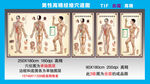 男性  经络穴道图