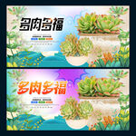 多肉海报植物