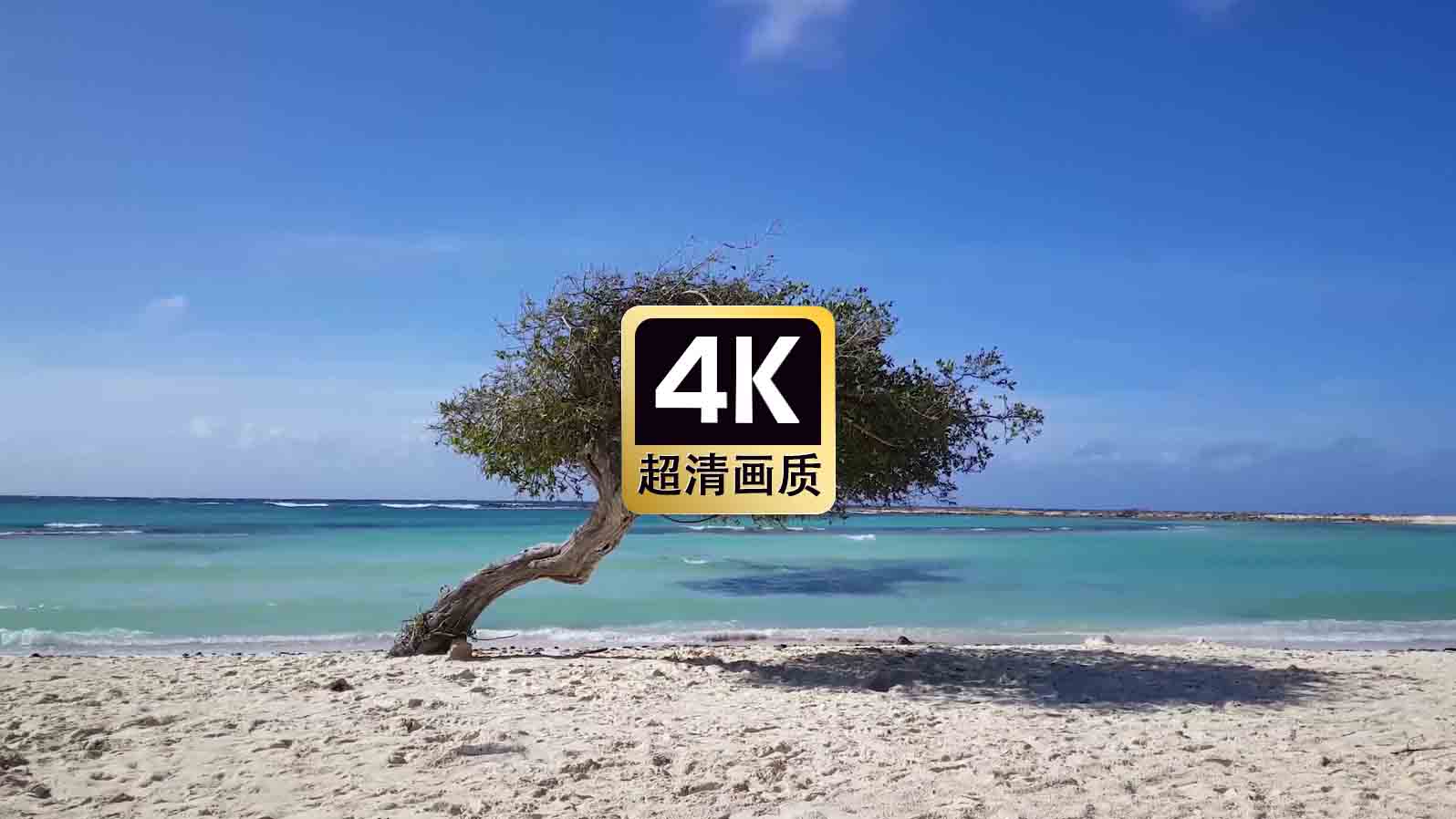 短视频素材延时视频沙滩上的树木