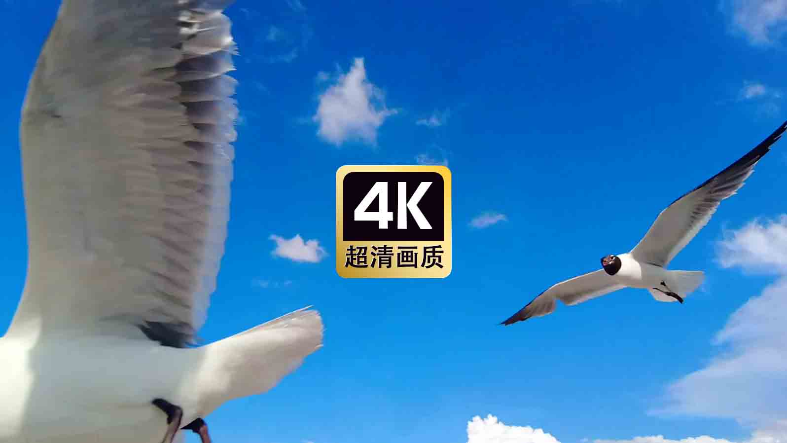 短视频素材海边觅食的海鸥