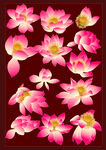 工笔画莲花
