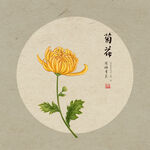 手绘菊花