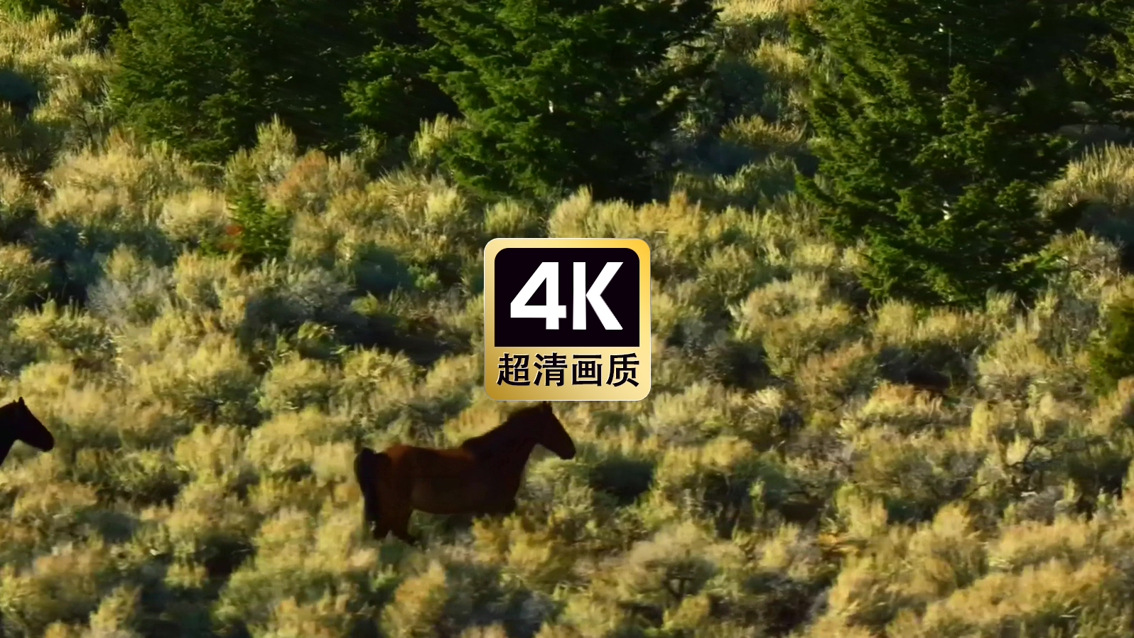 丛林中奔跑的骏马