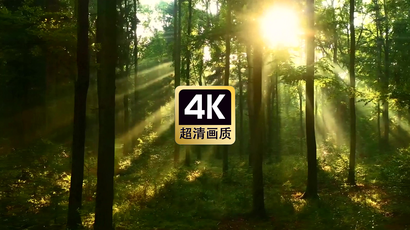 唯美素材日光丛林