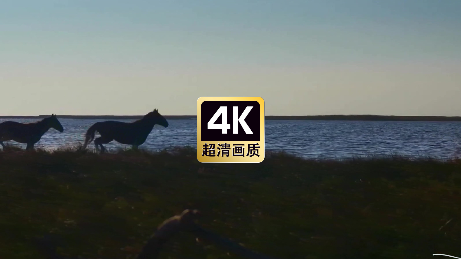 傍晚海边奔跑的骏马