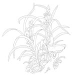 兰花