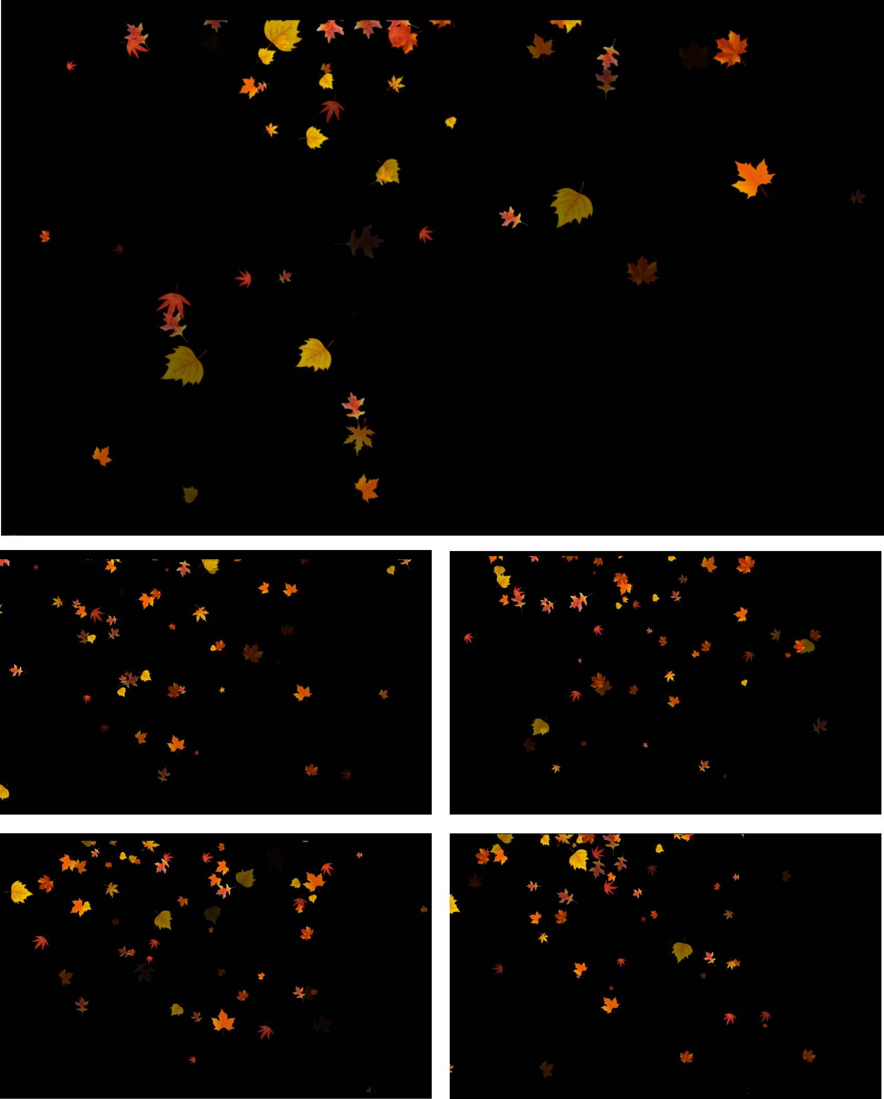 枫树叶飘落透明背景