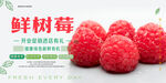 鲜树莓海报 