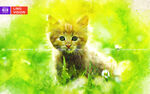 小猫