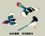 喜鹊
