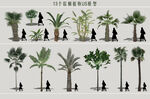 棕榈植物